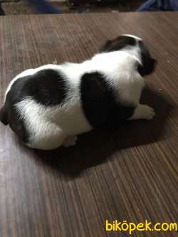 French Bulldog Yavrular 3