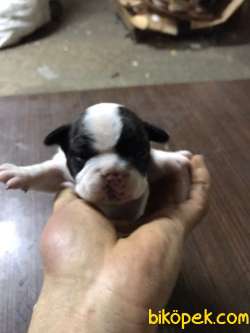 French Bulldog Yavrular 1