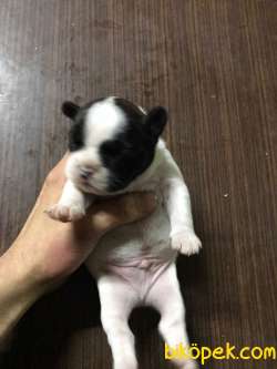 French Bulldog Yavrular 4