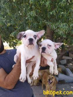 French Bulldog Yavrular 2