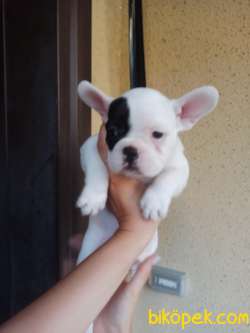 FRENCH BULLDOG YAVRULAR 3