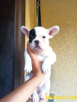 FRENCH BULLDOG YAVRULAR 4