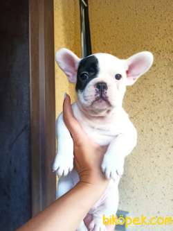 FRENCH BULLDOG YAVRULAR 1