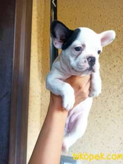 FRENCH BULLDOG YAVRULAR 5