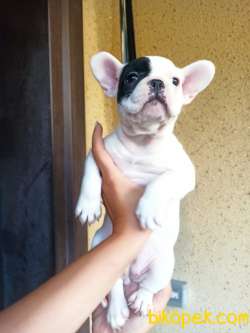 FRENCH BULLDOG YAVRULAR 2