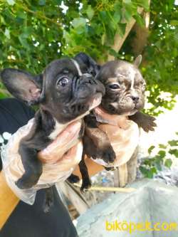 FRENCH BULLDOG YAVRULAR 2