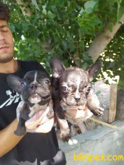 FRENCH BULLDOG YAVRULAR 3