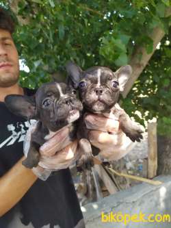 FRENCH BULLDOG YAVRULAR 1