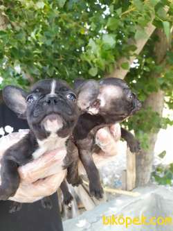 FRENCH BULLDOG YAVRULAR 4