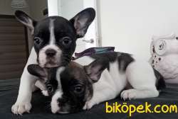 French Bulldog Yavrular 4