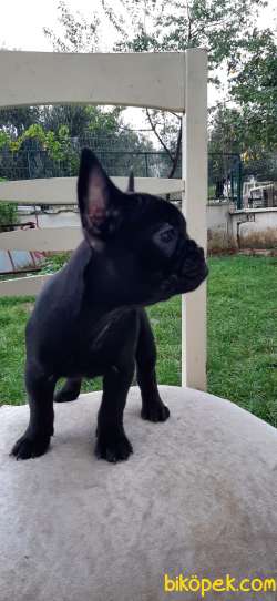 French Bulldog Yavrular 2