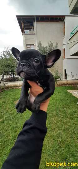 French Bulldog Yavrular 1
