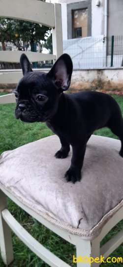 French Bulldog Yavrular 3
