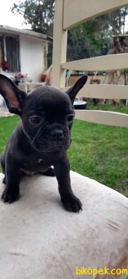 FRENCH BULLDOG YAVRULAR 2