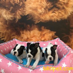 FRENCH BULLDOG YAVRULARI 2
