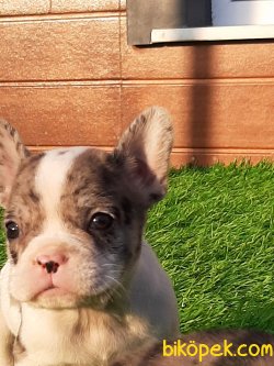 French Bulldog Yavruları 5