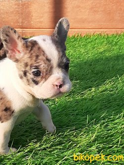 French Bulldog Yavruları 1