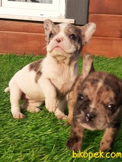 French Bulldog Yavruları 4