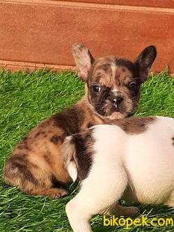 French Bulldog Yavruları 1