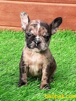 French Bulldog Yavruları 2