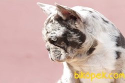 French Bulldog Yavruları 3