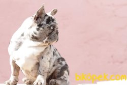French Bulldog Yavruları 2