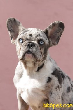 French Bulldog Yavruları 1