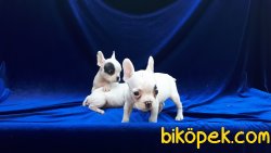 French Bulldog Yavruları 2