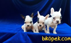 French Bulldog Yavruları 1