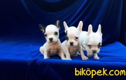 French Bulldog Yavruları 3