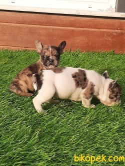 A Kalıte French Bulldog Yavruları 2