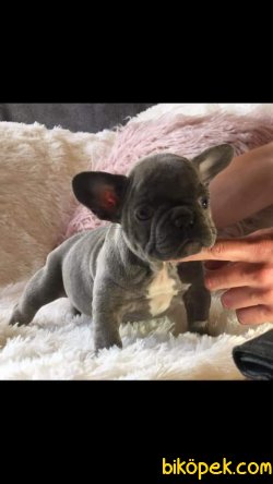French Bulldog Yavruları 2