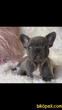 French Bulldog Yavruları 5