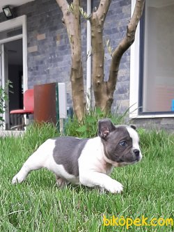 French Bulldog Yavruları 4