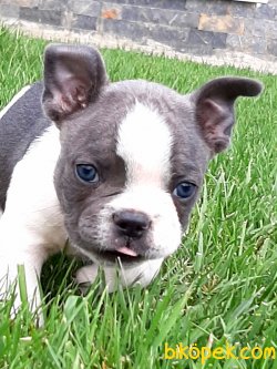 French Bulldog Yavruları 1