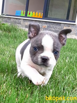 French Bulldog Yavruları 2