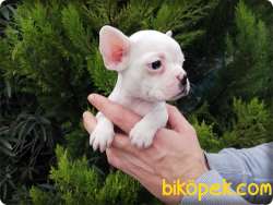 French Bulldog Yavruları 1