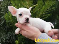 French Bulldog Yavruları 4
