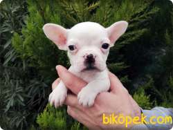 French Bulldog Yavruları 2