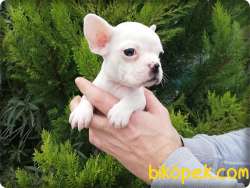 French Bulldog Yavruları 3