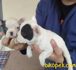 FRENCH BULLDOG YAVRULARI 2