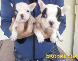 FRENCH BULLDOG YAVRULARI 4