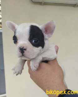 FRENCH BULLDOG YAVRULARI 3
