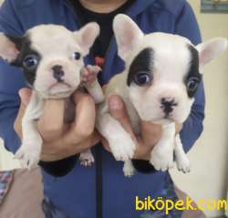 FRENCH BULLDOG YAVRULARI 1