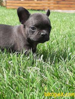 Satılık French Bulldog Yavruları 3