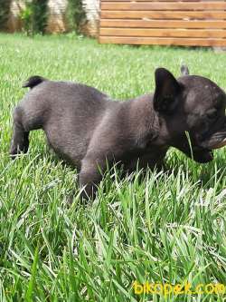 Satılık French Bulldog Yavruları 4