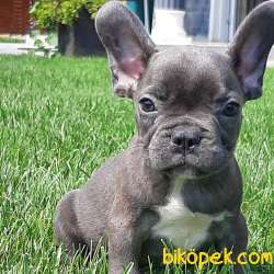 French Bulldog Yavruları 2