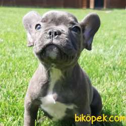 French Bulldog Yavruları 3
