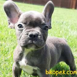 French Bulldog Yavruları 1