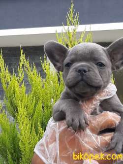 Blue French Bulldog Yavruları 5